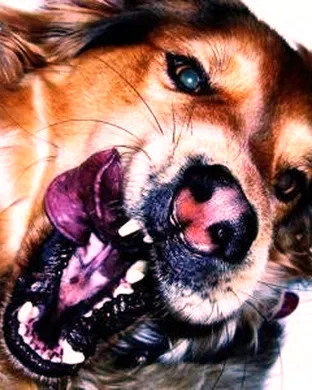 Coma Cinema & Trace Mountains